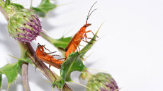 Roter Weichkäfer_7.jpg